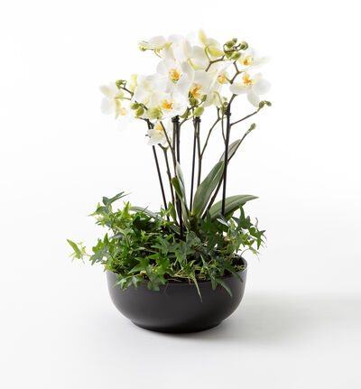 Hvit orkidésammenplanting sort skål liten